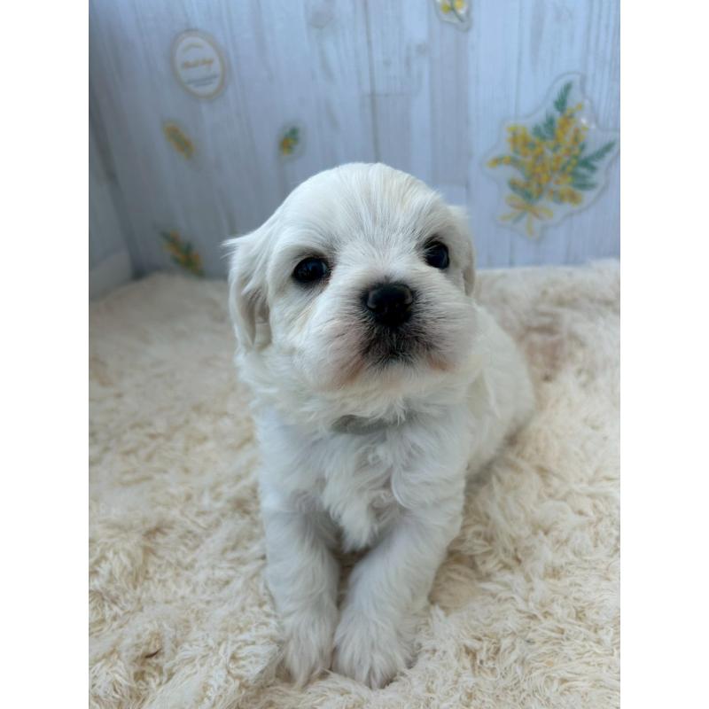 販売中の群馬県のミックス犬-425055の4枚目