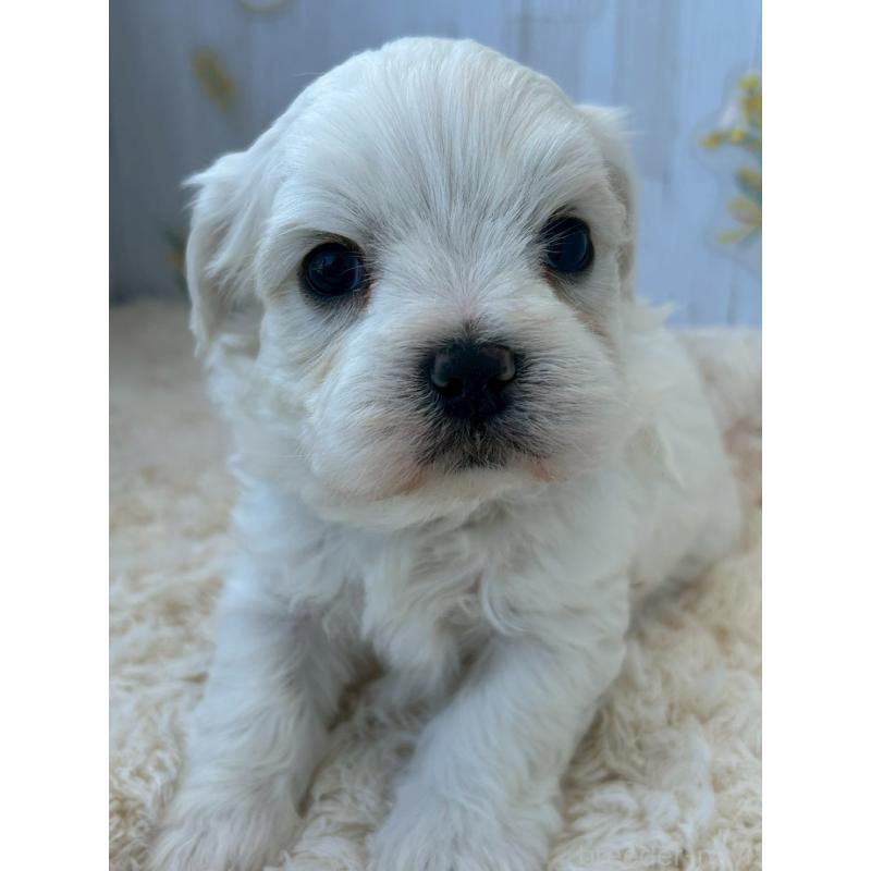 販売中の群馬県のミックス犬-425055の3枚目