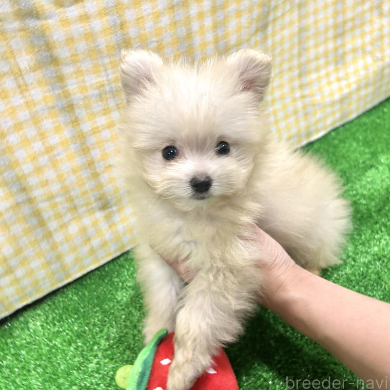 販売中の栃木県のポメプー:ポメラニアン×トイプードル-420768の9枚目