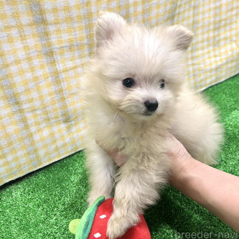 販売中の栃木県のポメプー:ポメラニアン×トイプードル-420768の8枚目