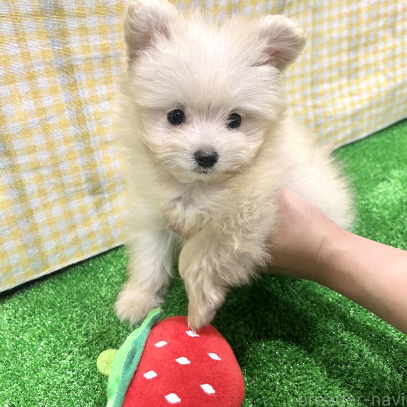 販売中の栃木県のポメプー:ポメラニアン×トイプードル-420768の7枚目