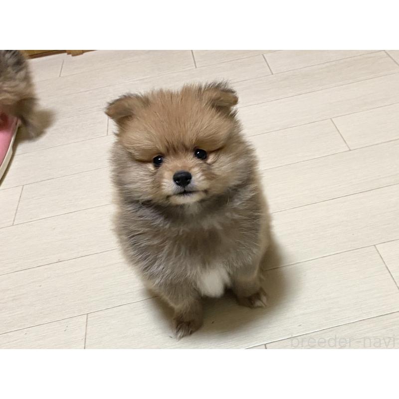 販売中の三重県のポメラニアン-425062の6枚目