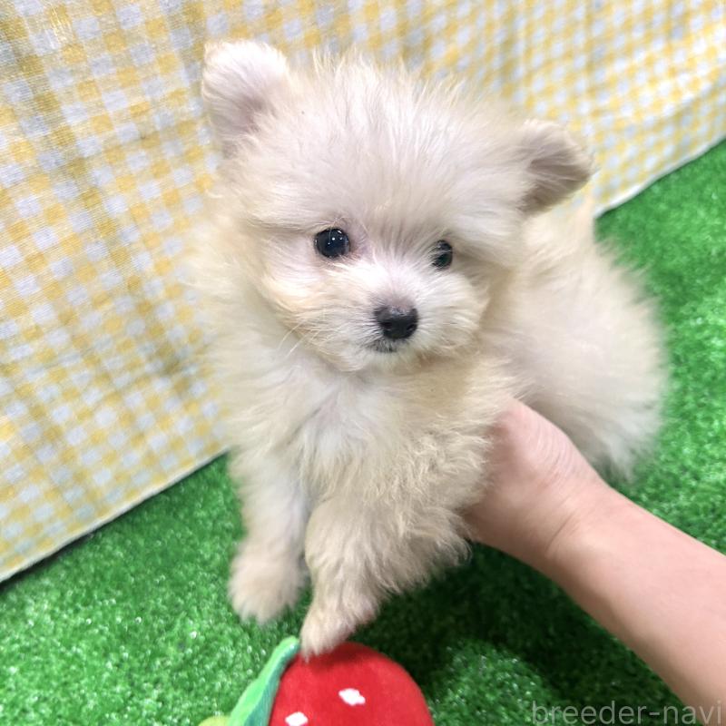 販売中の栃木県のポメプー:ポメラニアン×トイプードル-420768の6枚目