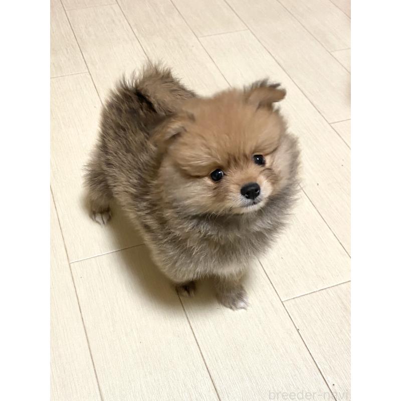 販売中の三重県のポメラニアン-425062の5枚目