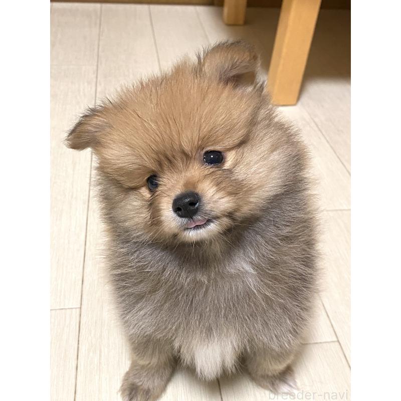 販売中の三重県のポメラニアン-425062の4枚目