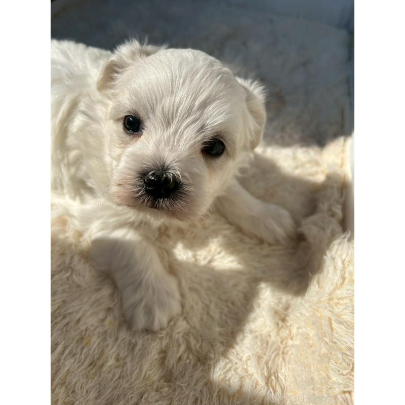 販売中の群馬県のミックス犬-425058の3枚目