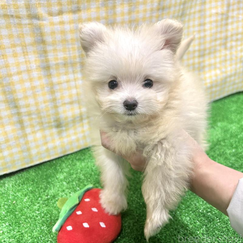 販売中の栃木県のポメプー:ポメラニアン×トイプードル-420768の5枚目