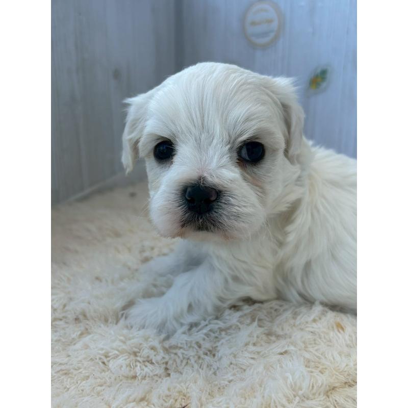 販売中の群馬県のミックス犬-425058の2枚目