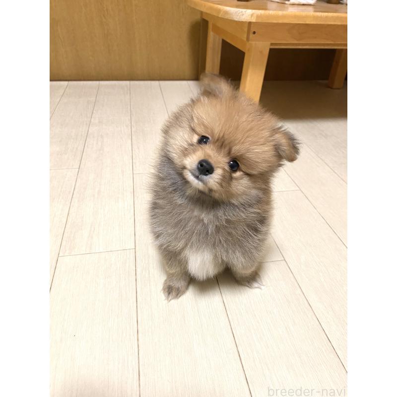 販売中の三重県のポメラニアン-425062の3枚目