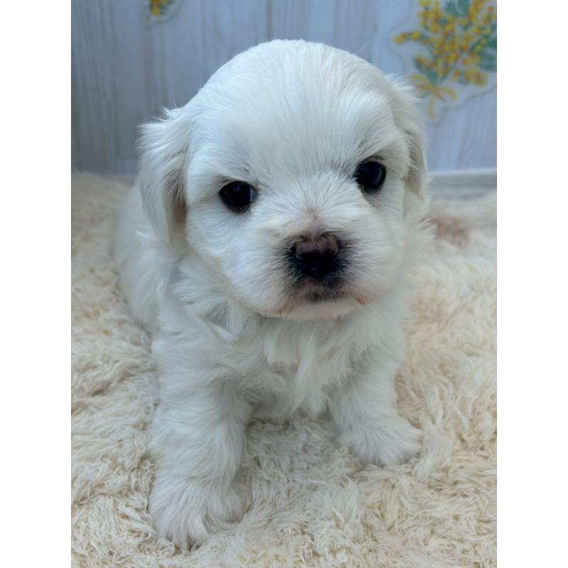 販売中の群馬県のミックス犬-425058