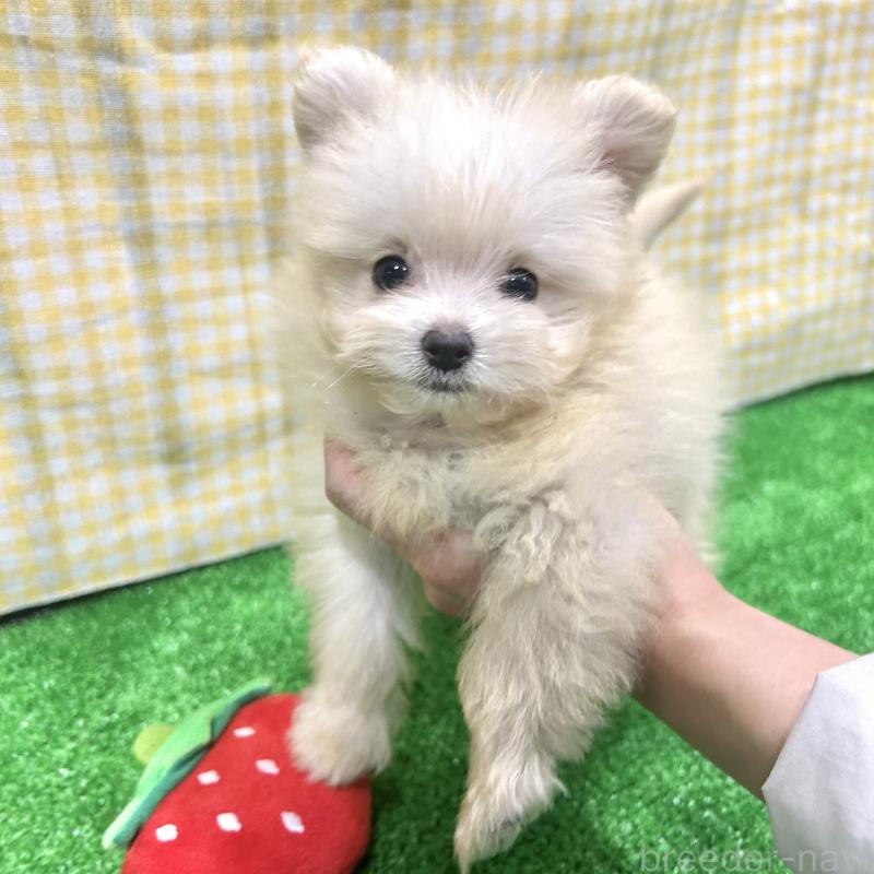 販売中の栃木県のポメプー:ポメラニアン×トイプードル-420768の4枚目