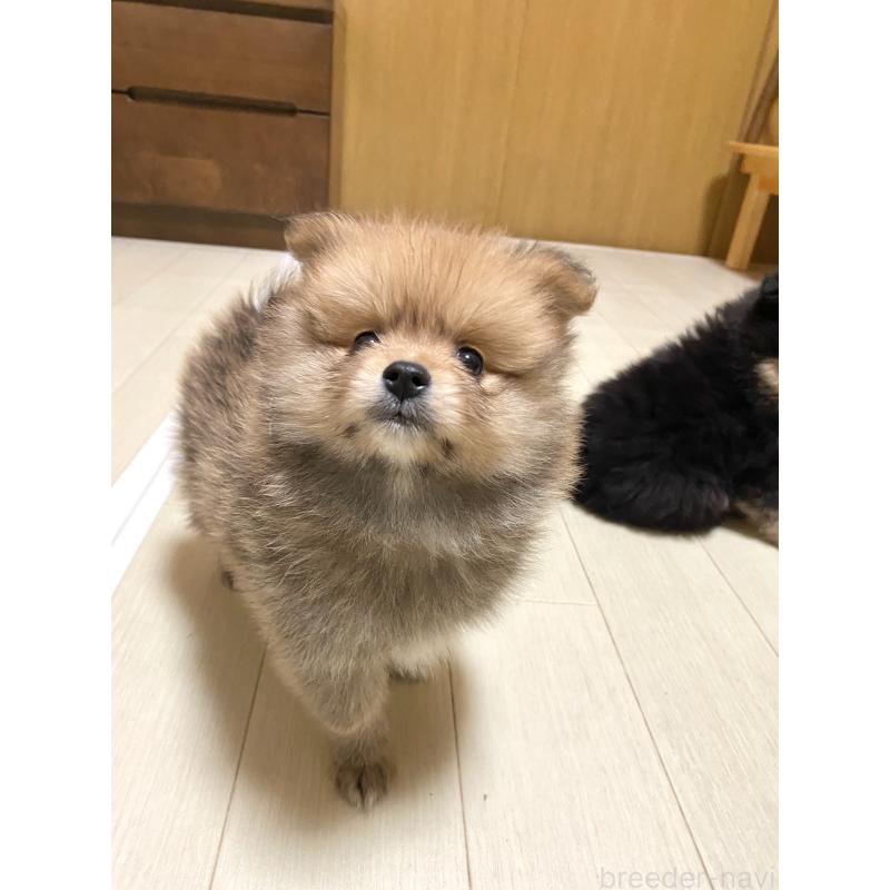 販売中の三重県のポメラニアン-425062の2枚目