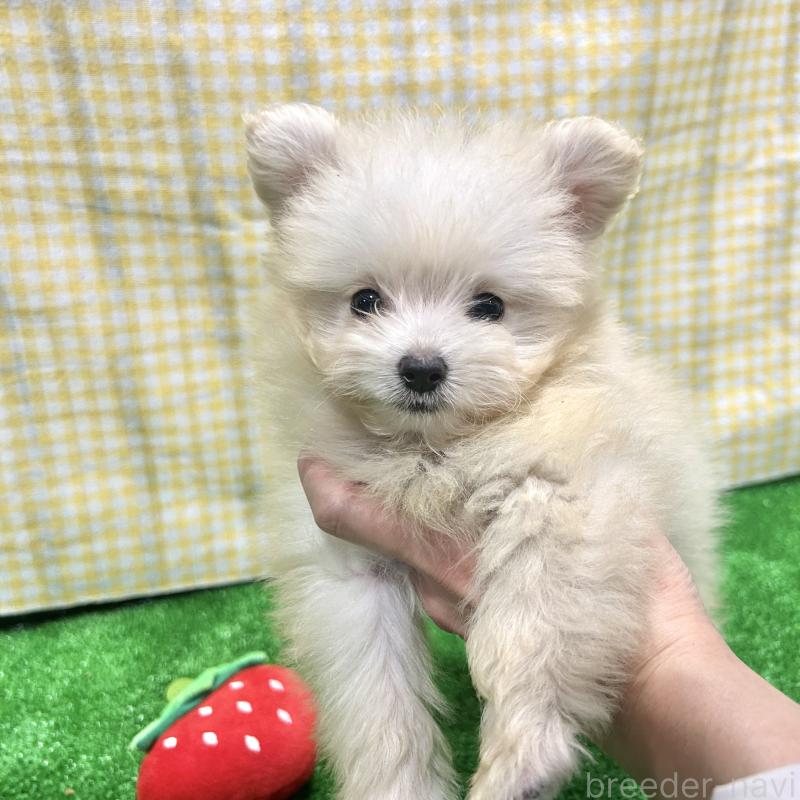 販売中の栃木県のポメプー:ポメラニアン×トイプードル-420768の3枚目