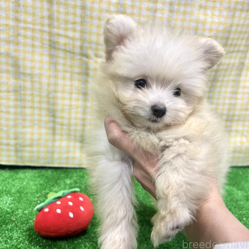 販売中の栃木県のポメプー:ポメラニアン×トイプードル-420768の2枚目