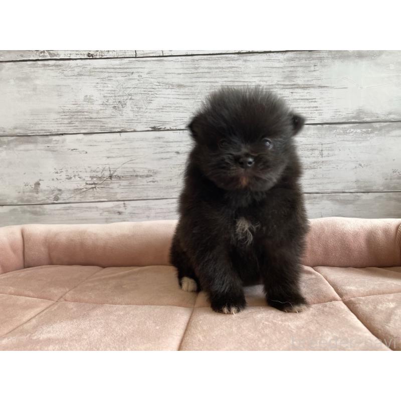 販売中の北海道のポメラニアン-425060の6枚目