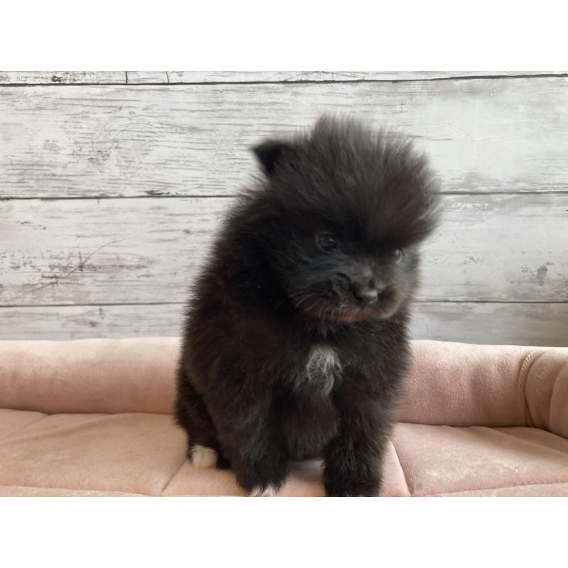 販売中の北海道のポメラニアン-425060の5枚目