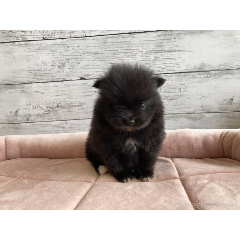 販売中の北海道のポメラニアン-425060の4枚目