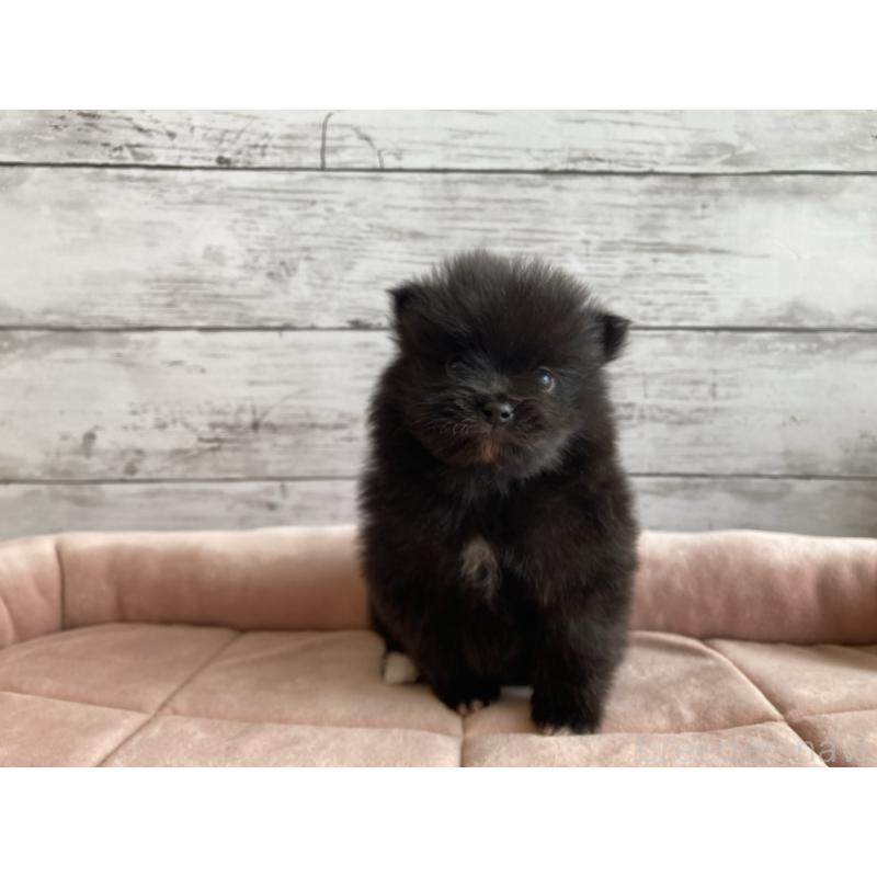 販売中の北海道のポメラニアン-425060の3枚目