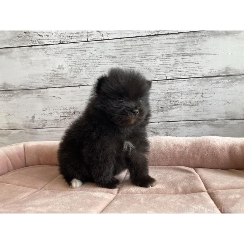 販売中の北海道のポメラニアン-425060の2枚目