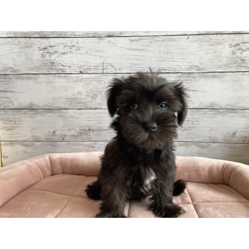 販売中の北海道のマルシュナ:マルチーズ×ミニチュアシュナウザー-419063の6枚目