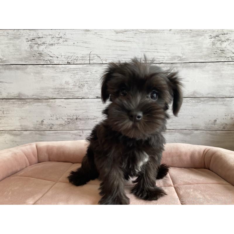 販売中の北海道のマルシュナ:マルチーズ×ミニチュアシュナウザー-419063の5枚目