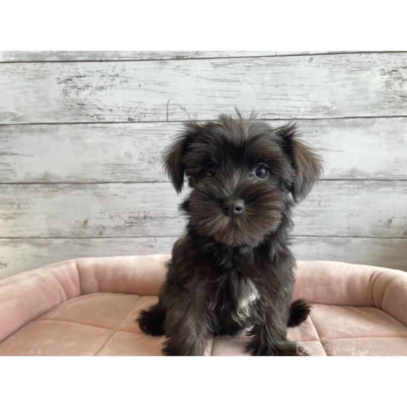 販売中の北海道のマルシュナ:マルチーズ×ミニチュアシュナウザー-419063の4枚目