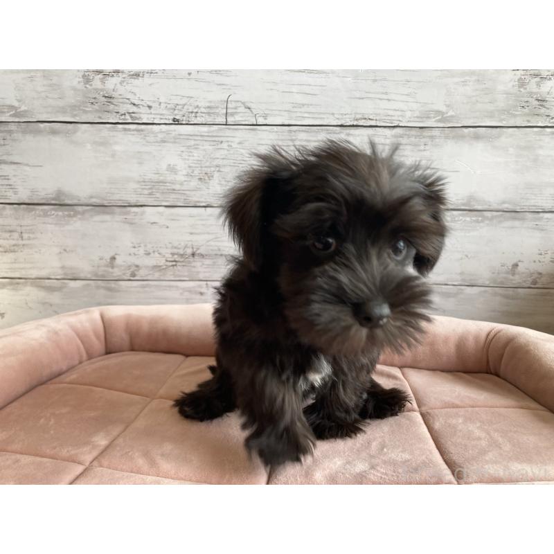 販売中の北海道のマルシュナ:マルチーズ×ミニチュアシュナウザー-419063の2枚目