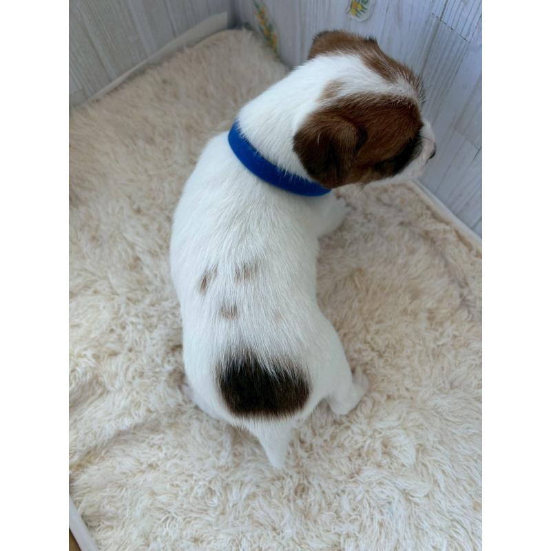 販売中の群馬県のジャックラッセルテリア-425061の5枚目