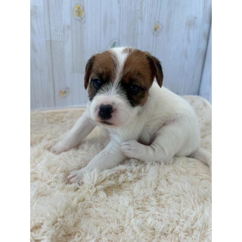 販売中の群馬県のジャックラッセルテリア-425061の3枚目