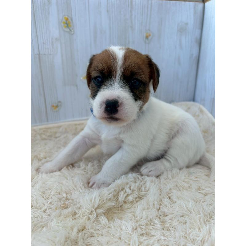 販売中の群馬県のジャックラッセルテリア-425061の4枚目