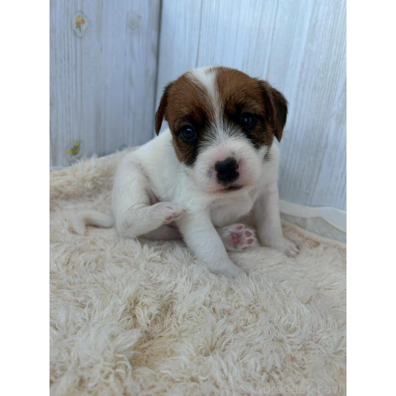 販売中の群馬県のジャックラッセルテリア-425061の2枚目