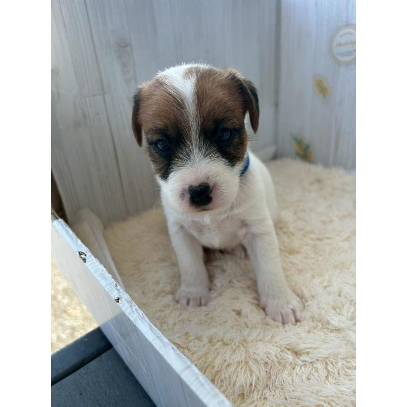 販売中の群馬県のジャックラッセルテリア-425061