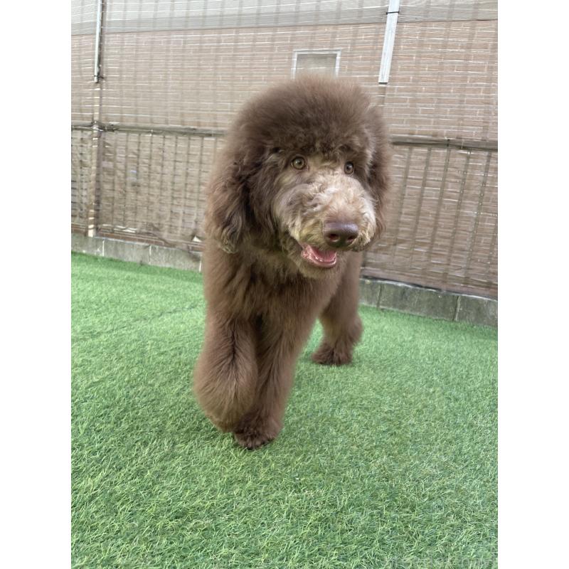 販売中の茨城県のスタンダードプードル-394841の1枚目