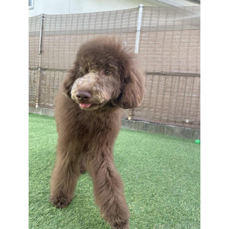 販売中の茨城県のスタンダードプードル-394841の2枚目