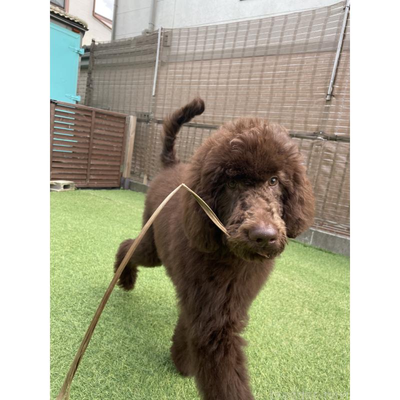 販売中の茨城県のスタンダードプードル-402779の2枚目