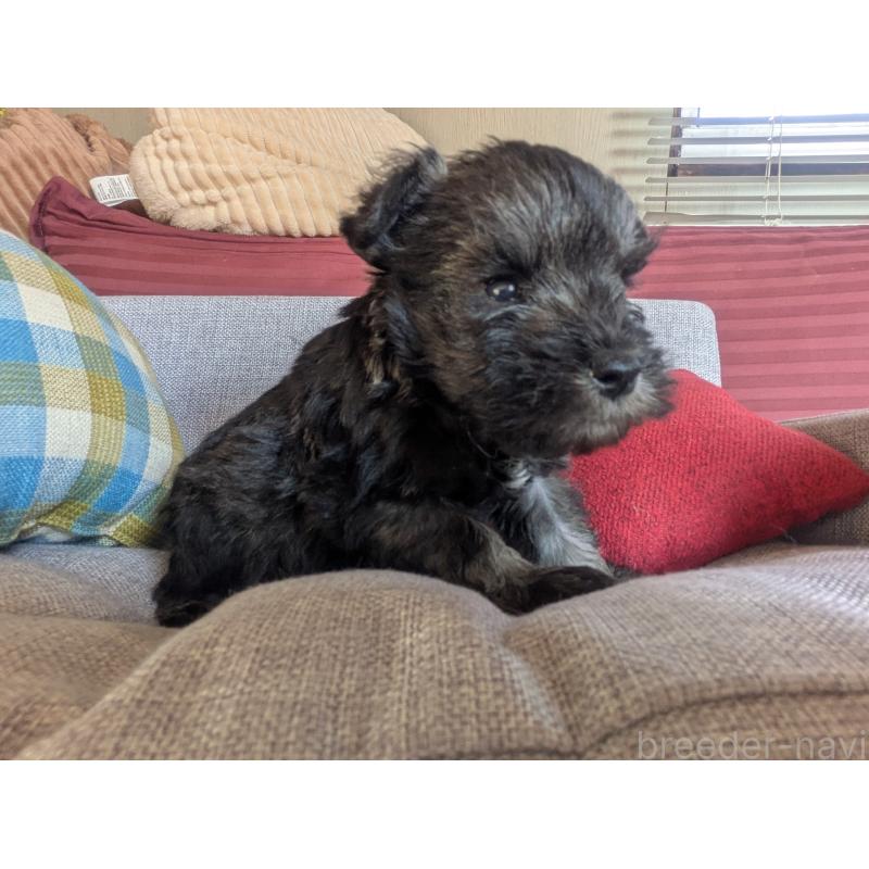 販売中の福岡県のミニチュアシュナウザー-425063の7枚目