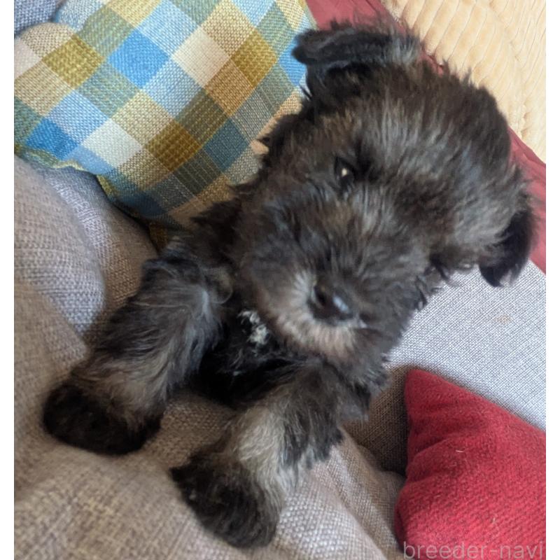 販売中の福岡県のミニチュアシュナウザー-425063の6枚目