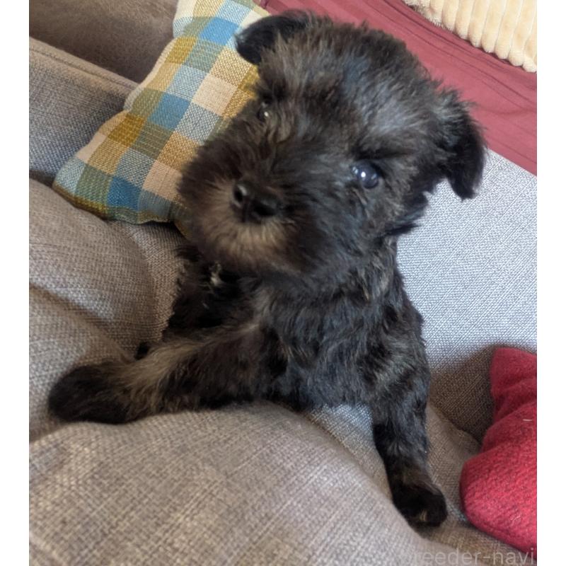 販売中の福岡県のミニチュアシュナウザー-425063の5枚目