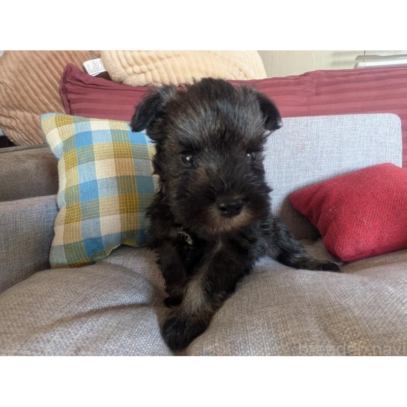 販売中の福岡県のミニチュアシュナウザー-425063の4枚目