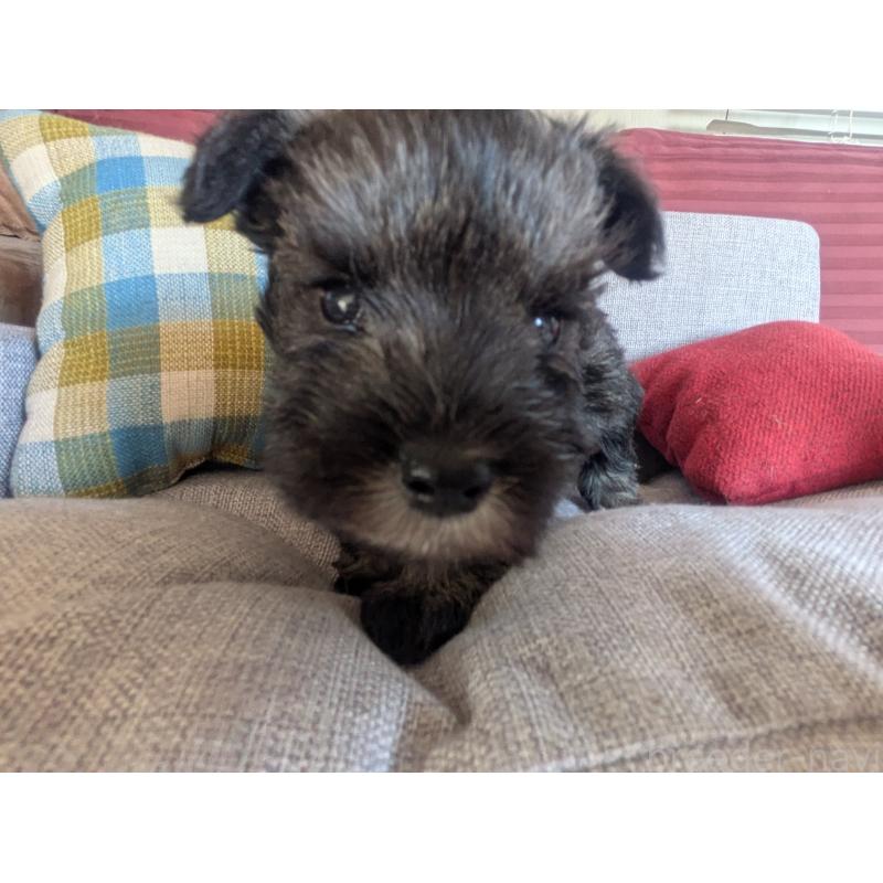 販売中の福岡県のミニチュアシュナウザー-425063の3枚目