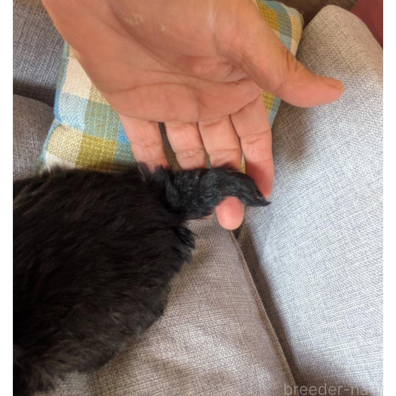 販売中の福岡県のミニチュアシュナウザー-425063の2枚目