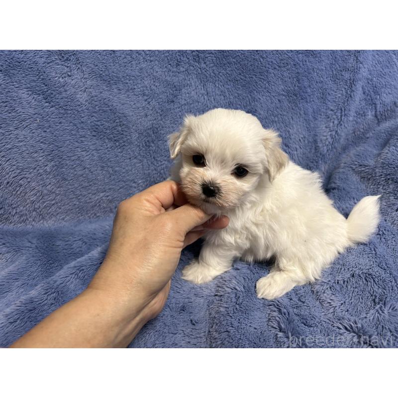 販売中の佐賀県のマルチーズ-425064の4枚目