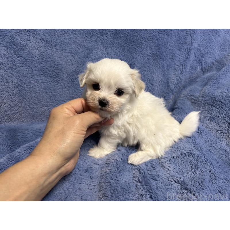 販売中の佐賀県のマルチーズ-425064の1枚目