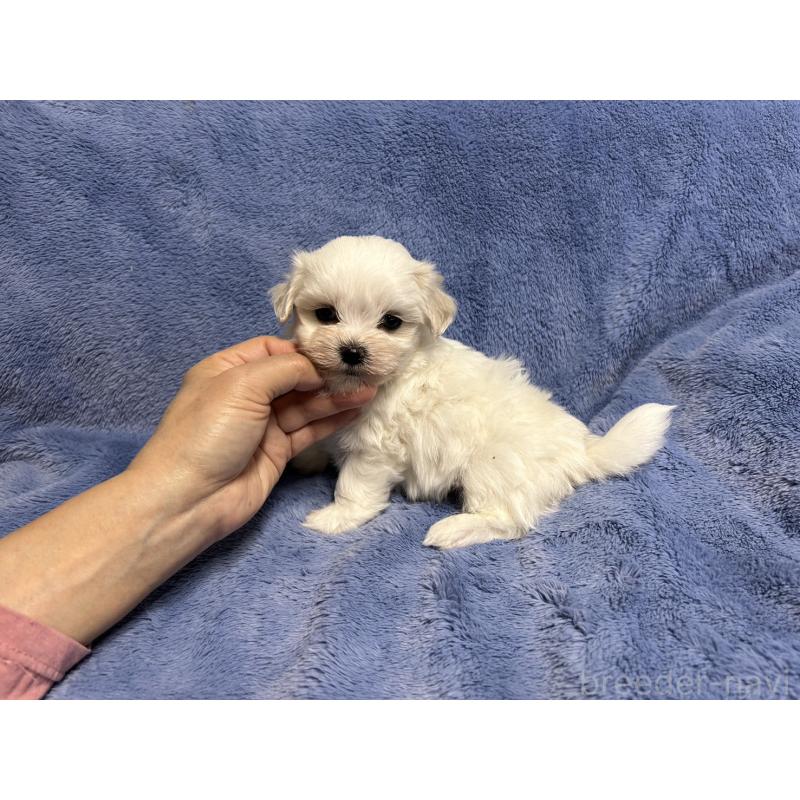 販売中の佐賀県のマルチーズ-425064の3枚目