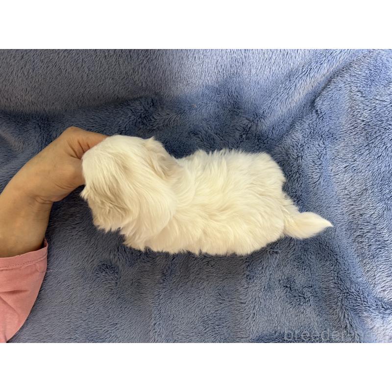 販売中の佐賀県のマルチーズ-425064の2枚目