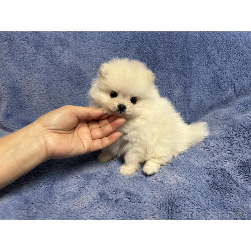 販売中の佐賀県のポメラニアン-425065の4枚目