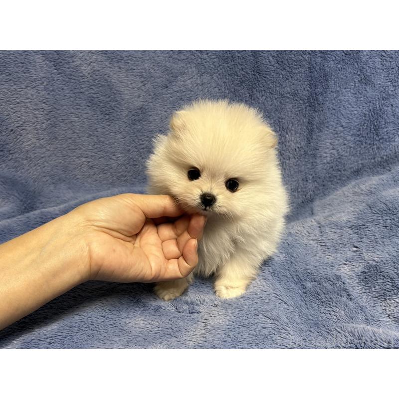 販売中の佐賀県のポメラニアン-425065