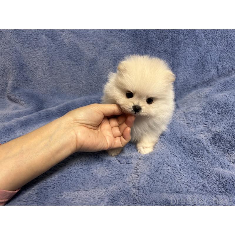 販売中の佐賀県のポメラニアン-425065の3枚目