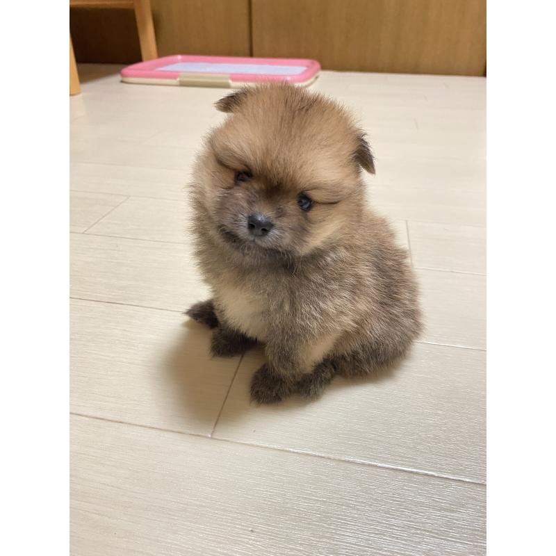 販売中の三重県のポメラニアン-425068の10枚目