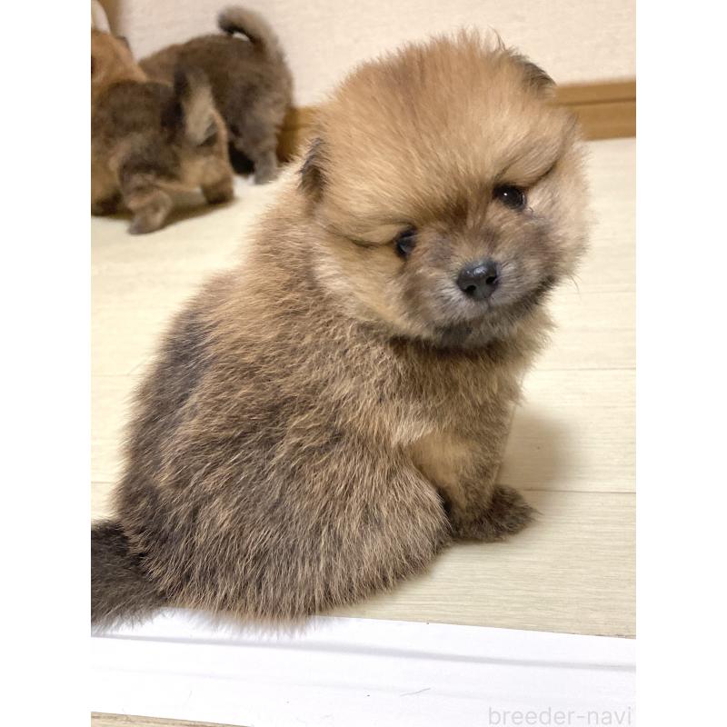 販売中の三重県のポメラニアン-425068の9枚目